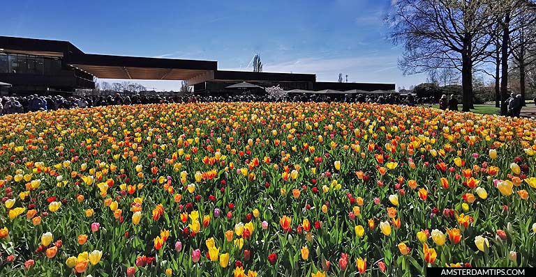 keukenhof flower garden